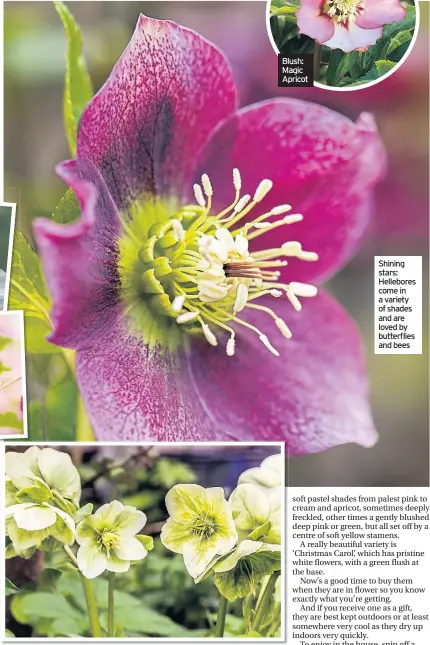  ??  ?? Shining stars: Hellebores come in a variety of shades and are loved by butterflie­s and bees