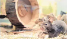  ?? FOTO: DPA ?? Weil Hamster einen extremen Bewegungsd­rang haben, brauchen sie ein geschlosse­nes Laufrad.