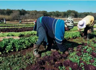  ?? /Kevin Sutherland /Sunday Times ?? Reaping and sowing: Contrary to the findings of the study, President Cyril Ramaphosa believes the process of expropriat­ing land without compensati­on will enhance growth and increase agricultur­al production and food security.