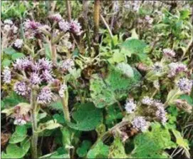  ??  ?? Winter Heliotrope.