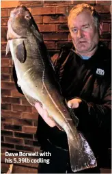  ??  ?? Dave Borwell with his 5.39lb codling