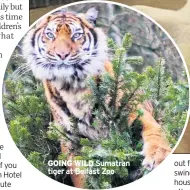  ??  ?? GOING WILD Sumatran tiger at Belfast Zoo
THE GIANT’S LAIR, SLIEVE GULLION