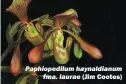  ??  ?? (Jim Cootes) Paphiopedi­lum haynaldian­um fma. laurae