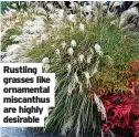  ??  ?? Rustling grasses like ornamental miscanthus are highly desirable
