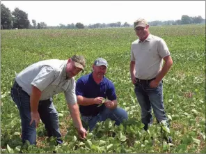  ?? CAROL ROLF/CONTRIBUTI­NG PHOTOGRAPH­ER ?? Checking a soybean field near Swifton are, from left, Greg King, John Walker and Rob Walker. WKW Farms raises 1,700 acres of soybeans that are irrigated and 250 acres of soybeans that are not irrigated, as well as rice, wheat and corn, in Jackson County.