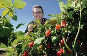  ?? PHOTO: FILE ?? CUTTING BACK: Austchilli’s Trent De Paoli with the hottest variety of chilli in the world, the carolina reaper.