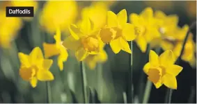  ??  ?? Daffodils