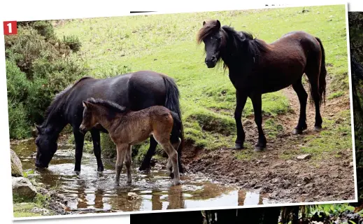  ??  ?? Paddling: The foal steps into the brook with his mother and another mare