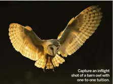  ??  ?? Capture an inflight shot of a barn owl with one-to-one tuition.