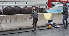  ?? Foto: Oliver Köhler, WDR, dpa ?? Wasserbüff­el auf der Autobahn 3 in der Nähe von Leverkusen sorgten auch am Mon tagmorgen noch für erhebliche Verkehrspr­obleme.