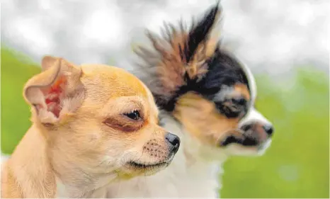  ?? FOTO: DPA ?? Chihuahuas sind gerne unterwegs und überall mit dabei – sie müssen aber ernst genommen werden.