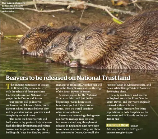  ??  ?? The Eurasian beavers’ dams should help to lessen flash-flooding and erosion.