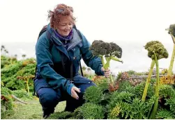  ?? 633803713 ?? Conservati­on Minister Maggie Barry checks out the megaherbs on Enderby Island.