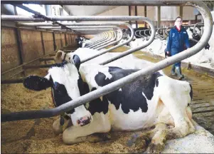  ?? CP PHOTO ?? Dairy cows rest at a farm in Eastern Ontario. Two of Donald Trump’s top lieutenant­s are turning up the heat on the Trudeau government to open up its protected supply-managed dairy industry as Canada returns to the NAFTA bargaining table.