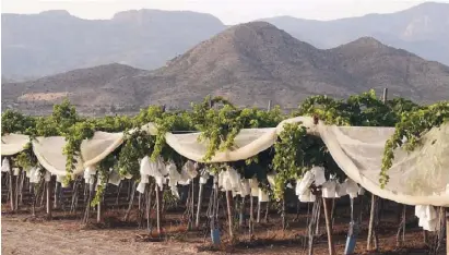  ?? Fotos: Stefan Wieczorek ?? Harte Arbeit: Im Hinterland hängen Millionen Tüten an den Weinreben.