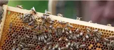  ?? FOTO: FRISO GENTSCH / DPA ?? Die Bienen brauchten den Nektar selbst.