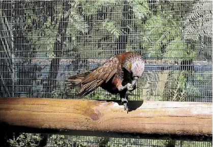  ??  ?? New kaka, Cookie, has been released into the Maungataut­ari aviaries. PHOTO: SUPPLIED/KIM WOLPER