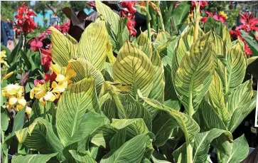  ??  ?? Grand greens: Canna Tropicanna Gold and (inset) Nigel overshadow­ed by a stately cardoon