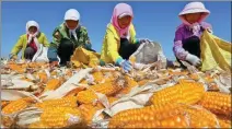  ?? WANG JIANG / FOR CHINA DAILY ?? Villagers dry corn in Zhangye, Gansu province, in September.