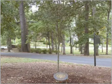  ??  ?? This tree at Peek Park was planted in honor of Angie and Buster Johnson as part of Cedartown’s Living Memorial program. The $500 cost of a memorial tree includes planting and a bronze plaque.