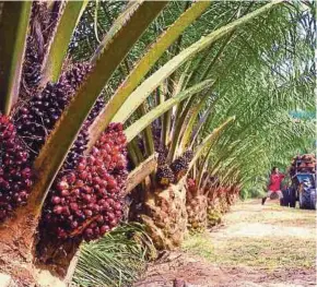  ??  ?? Oil palm estates in Sarawak, particular­ly along the coastal belt from Baram to Mukah, have been experienci­ng poor fruit set yields over the past five years.