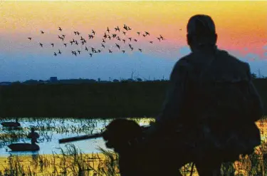  ?? Shannon Tompkins / Staff ?? A flock of blue-winged teal swings toward waterfowl decoys on a Texas coastal wetland. Recent rains have improved conditions ahead of the state’s 16-day, teal-only hunting season that opens Saturday.