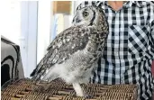  ??  ?? NEW BEGINNINGS: Pretorius checks on Tokkolosh, an African spotted eagle owl that is blind.