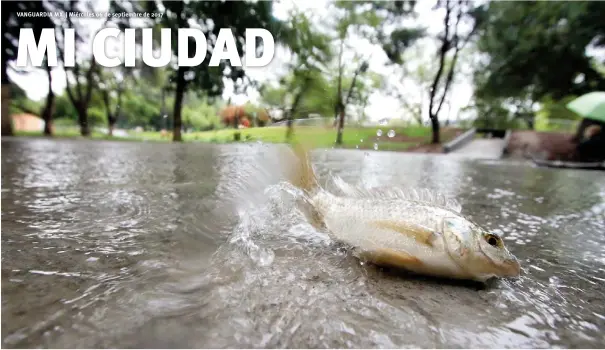  ??  ?? Aguacero. La corriente del agua y la gran cantidad de basura que arrastraba, provocó que decenas de peces fueran arrojados para afuera del lago de la Ciudad Deportiva.