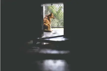  ?? STAFF PHOTO BY DOUG STRICKLAND ?? A dog waits Friday in the outdoor area of a kennel at the Walker County Animal Shelter in Chickamaug­a, Ga. The shelter is partnering with Target Zero to reduce its euthanasia rate.