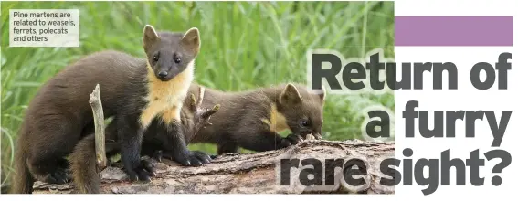  ??  ?? Pine martens are related to weasels, ferrets, polecats and otters