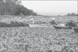  ?? COURANT FILE PHOTO ?? Jonah Center volunteers work on a dense patch of water chestnuts in the Floating Meadows of Middletown in July 2016.