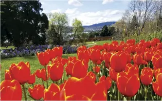  ??  ?? CLOCKWISE FROM LEFT Spring tulips; an aerial view of the Royal Tasmanian Botanical Gardens; new Lily Pond decks; the rose arbor ; HRH Prince Edward at the o cial bicentenni­al launch.