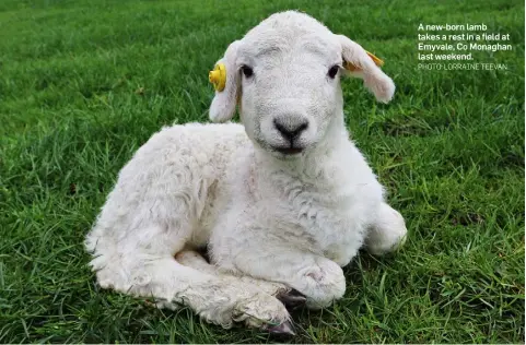  ?? PHOTO: LORRAINE TEEVAN ?? A new-born lamb takes a rest in a field at Emyvale, Co Monaghan last weekend.