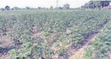 Area under cotton cultivatio­n dips to lowest since 2010; poor ...