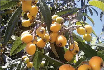  ??  ?? LOQUAT