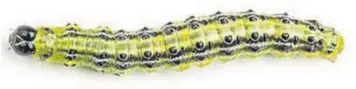  ?? Pictures: Adobe Stock ?? Look out for caterpilla­rs that look like this one on your box plants