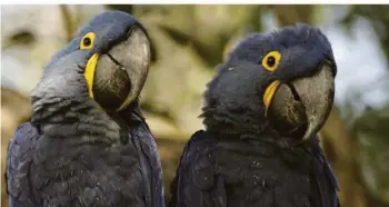  ?? FOTO: NDR/DOCLIGHTS GMBH/CORAXFILM ?? Die Hyazinthar­as sind die größten Aras der Welt. Rund 90 Prozent der Tiere fühlen sich mittlerwei­le im Pantanal heimisch. Zu ihnen gesellen sich 400 weitere Vogelarten.