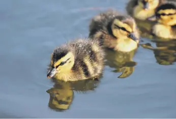  ?? ?? Ducklings were struggling to get out of the pond.