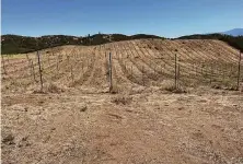  ?? Courtesy Michael Michaud ?? Vintner Michael Michaud plans to plant 2 acres to cultivate black truffles on his vineyard in the Chalone wine region.