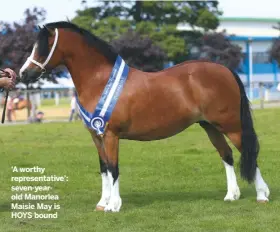  ??  ?? ‘A worthy representa­tive’: seven-yearold Manorlea Maisie May is HOYS bound