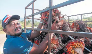  ?? FOTO ARCHIVO ?? SECTOR. Un productor muestra los frutos de la palma que serán procesados en aceite.