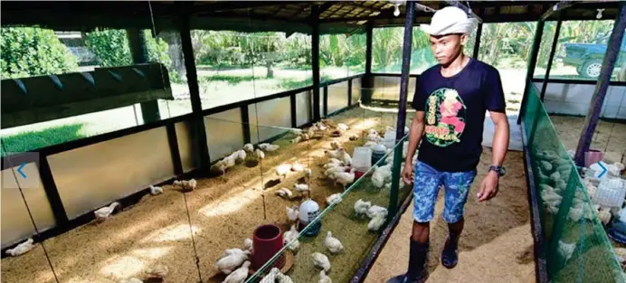  ??  ?? farmer in Aces Nature Farm in Panabo, Davao del Norte is seen here checking on their chickens.