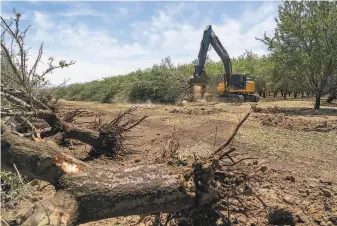  ?? LiPo Ching / Special to The Chronicle ?? A contractor in a loader tears out almond trees at Woolf Farming and Processing in Coalinga (Fresno County). Woolf Farming is removing 400 acres of almond trees and chipping them.