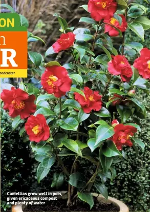  ??  ?? Camellias grow well in pots, given ericaceous compost and plenty of water