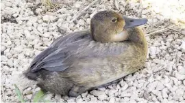  ?? ?? Enten fühlen sich im Glot de Galveny wohl.