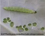  ??  ?? ULAT Plutella yang menjadikan kubis sebagai makanan.