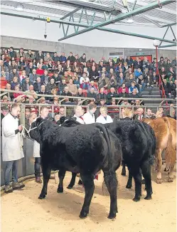  ?? Picture: Anne Macpherson. ?? Prime cattle champions line up at last year’s Aberdeen Christmas Classic.