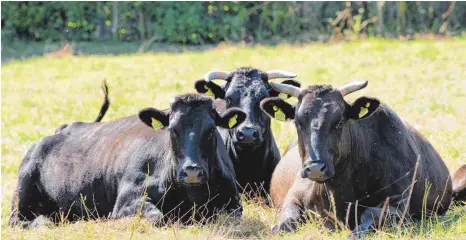  ?? FOTO: DPA ?? Japanische Elite in Sachsen: Wagyu-Rinder auf einer Weide in Mittelbach.