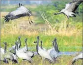  ?? HT FILE PHOTO ?? The demoiselle is the smallest species of crane. It weighs between 2 and 3 kg.