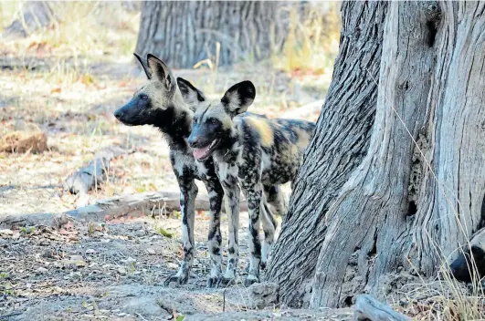  ?? Picture: CURRENT BIOLOGY ?? OUR BEST FRIENDS: Wild dogs in northern Botswana. These animals’ numbers in the wild are down to between 3,000 and 5,000.